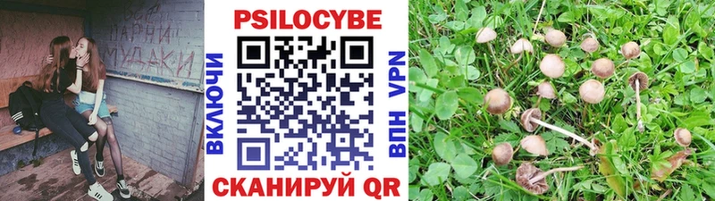 Купить  Болохово  Псилоцибиновые грибы MAGIC MUSHROOMS 